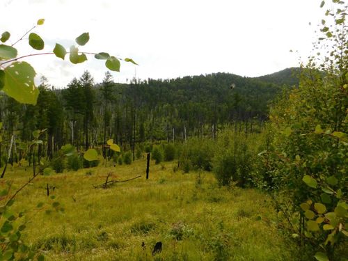 У Тувы появился свой специалист по дистанционному зондированию лесов