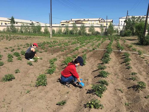 Агрономы ТувГУ учатся "управляться" с грядками