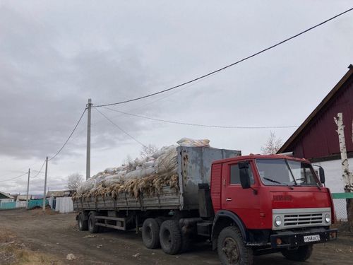 В Чадане начал работать пункт приема грубой и полугрубой овечьей шерсти