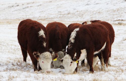 МУП «Адарган» Овюрского района претендует на статус племенного хозяйства