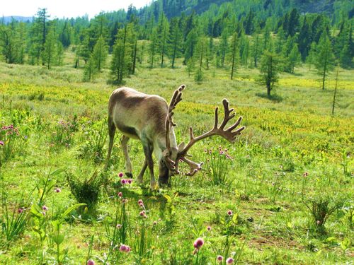 Земли Тоджи чуть не ушли с молотка
