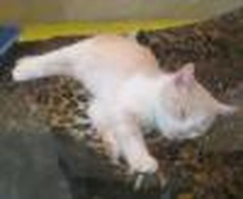 Пушистые гости с Алтая