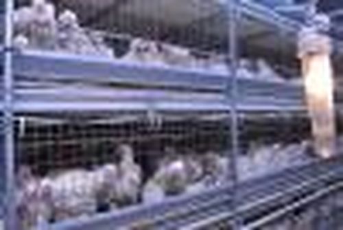 Тувинский бройлер едет на Север