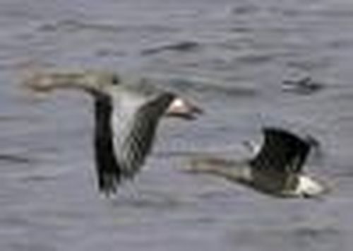 Блокировать охотничье лобби