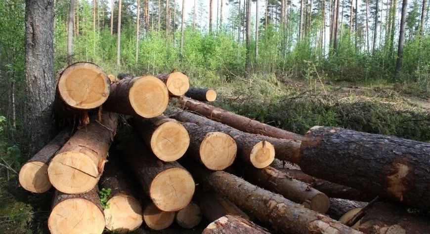 В Кызыле утверждено обвинительное заключение по делу о незаконной рубке леса