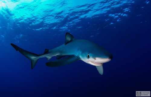 СОНУУРГАКТАРГА