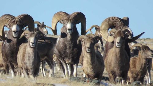 Карантин животным не помеха. У аргали началась весенняя миграция 