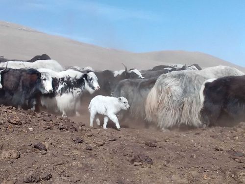 В МУП «Адарган» ждут хороший приплод
