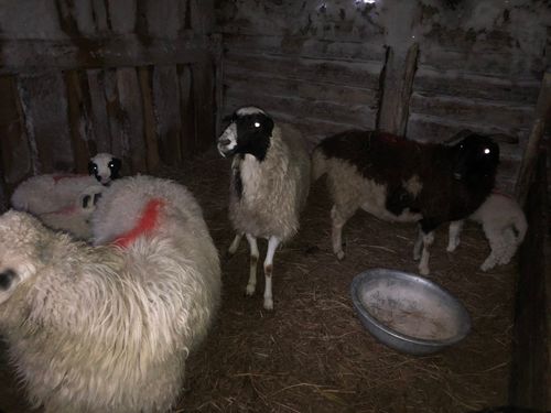 Как проходит зимне-стойловый период содержания скота в хозяйствах Улуг-Хемского района