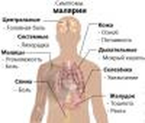Осторожно, малярия!