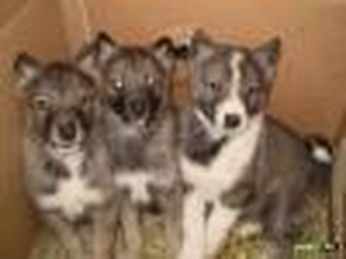 Объявление