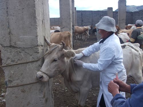Бруцеллез – малдыӊ халдавырлыг аарыы
