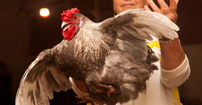 30 млн куриц и индюшек: Кубань сохраняет лидерские позиции в ЮФО по численности птицы