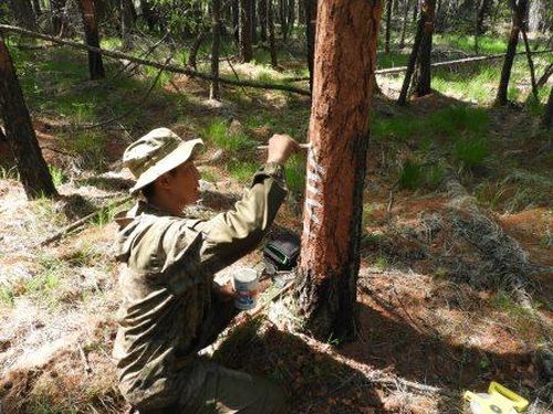 В двух лесничествах Тувы проверили санитарное состояние лесов