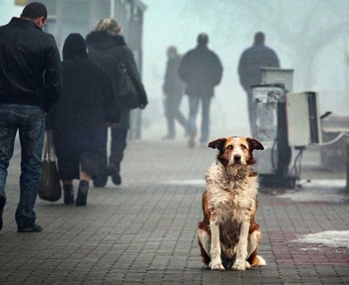 Власти Кызыла напомнили о штрафах за безнадзорных собак
