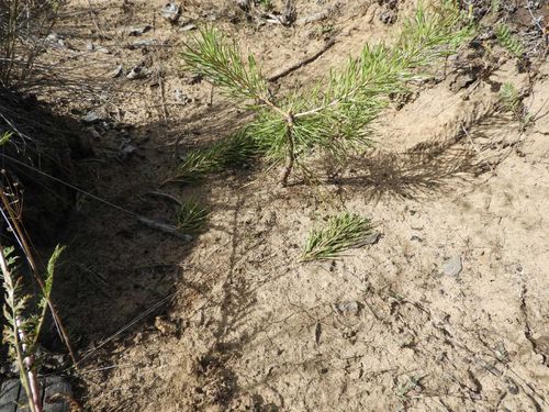 Молодые леса Тувы поедают грызуны 