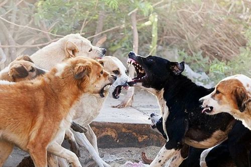 Чүге чүгле ыттар...