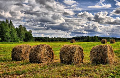 О ХОДЕ КОРМОЗАГОТОВИТЕЛЬНОЙ КАМПАНИИ