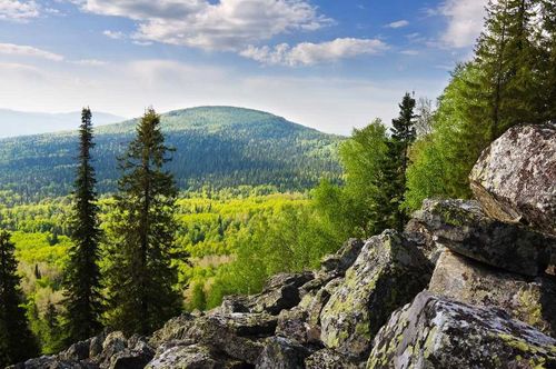 На территории Барун-Хемчикского и Чаданского лесничеств Тувы началась инвентаризация лесов 