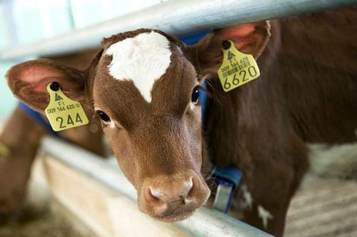 Ажыл-агыйга дузалыг боор