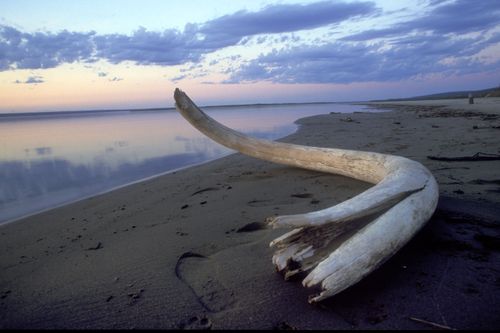 Метеорит и мамонт