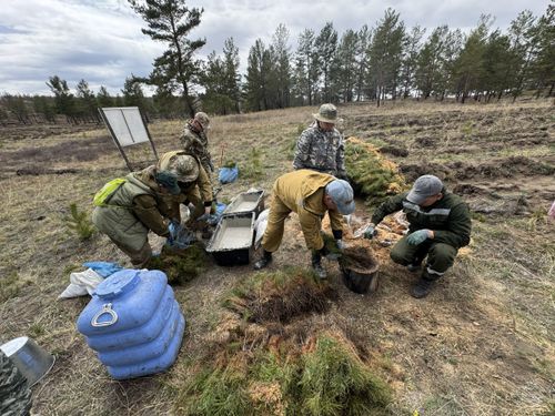 Специалисты ЦЗЛ Тувы провели посадку деревьев в Балгазынском сосновом бору