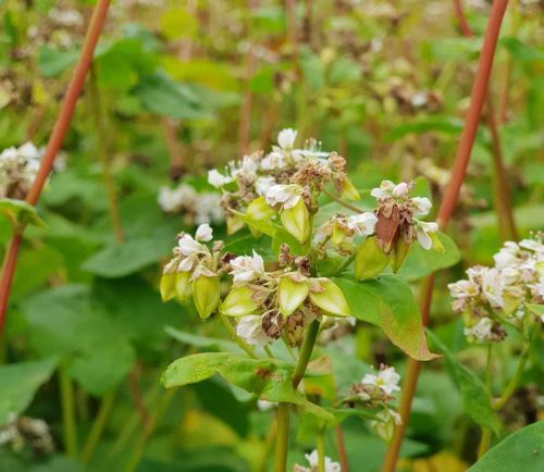 «Кара-оол гречка» В Танды выросла тувинская гречиха