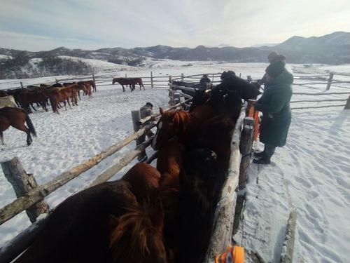 В Пий-Хемском районе раздали светоотражающие элементы для сельхозживотных