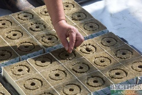 В КБР вырастили миллион фруктовых саженцев для регионов России