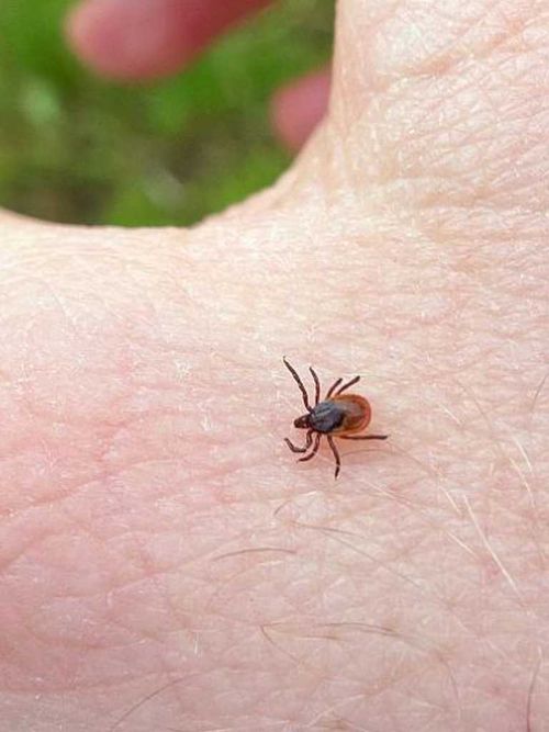 Клещи не дремлют. В Туве отмечены новые случаи