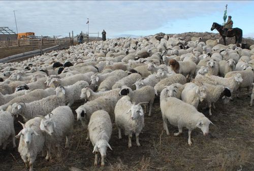 ТУВА: Нестандартные методы борьбы с безработицей