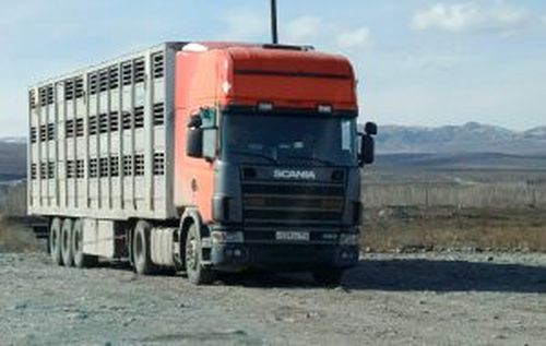 На посту ДПС «Шивилиг» Россельхознадзор обнаружил перевозку лошадей без документов