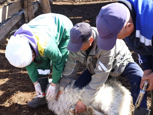 В Туве зарегистрировано более 747 тысяч животных в рамках программы «Хорриот»
