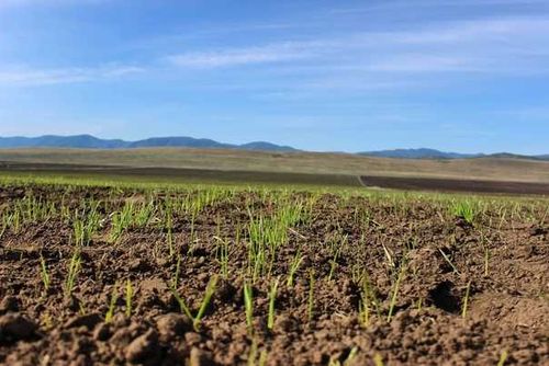 Посевные площади Тувы увеличились на 10 %