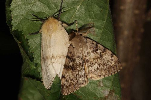 В Туранском лесничестве шелкопряда «изгоняют» феромонами