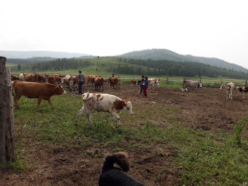 Пий-хецы активно реализуют губернаторские проекты