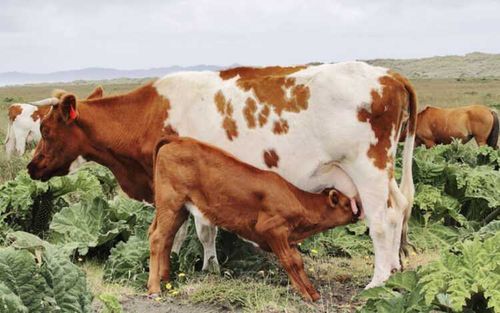 В Чеди-Хольском районе Тувы растелилось 2128 коров