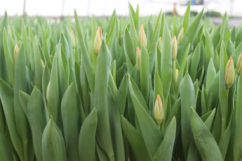 К 8 марта в теплице МУП "Благоустройство" вырастят 9000 тюльпанов