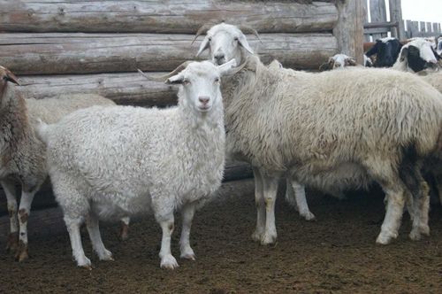 Возращение блудных овец. В Пий-Хеме отару из 70 животных вернули домой