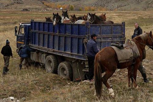 Из Тувы не выпустили фуру с лошадьми