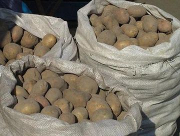 В Туве началась выдача семенного картофеля участникам губернаторского проекта «Народный картофель»