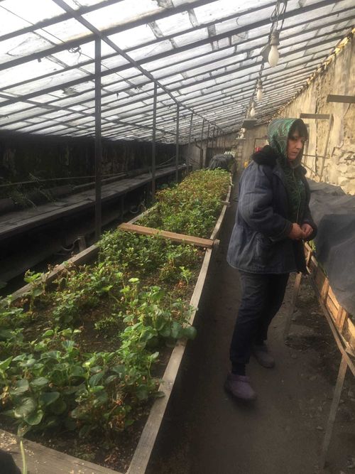 Кызылские тюльпановоды готовятся к весне