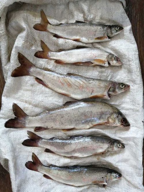 В Туве задержали мужчину с хвостами ленка