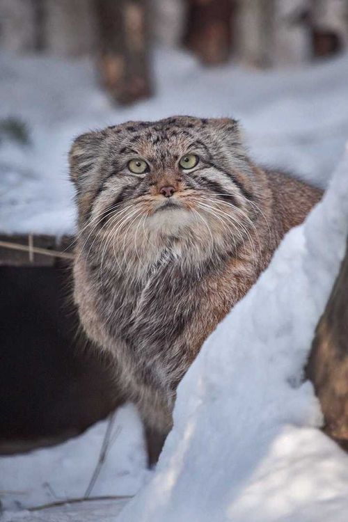 В зоопарке Новосибирска живет манул из Тувы