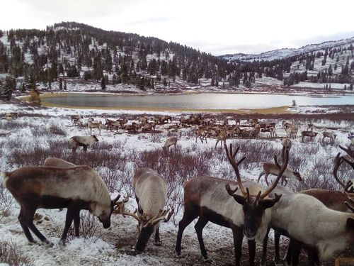Итоги деятельности Фонда поддержки оленеводства в 2019 году