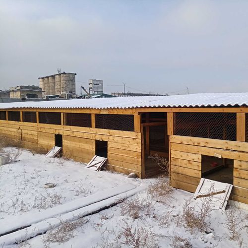 Бродячий Шерлок. Тайна пропавших собак