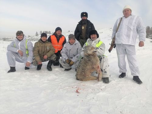 В Туве объявили месячник по борьбе с волками