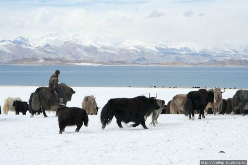 Дыңзыг сооктардан мал кыштаглаашкыны нарыыдаан