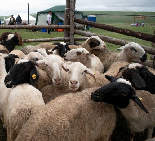 На Тос-Булаке прошла выставка племенных сельскохозяйственных животных 