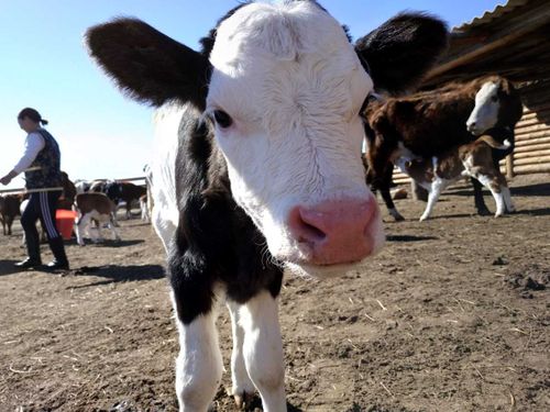 В Улуг-Хемском районе продолжается окот и отёл скота 